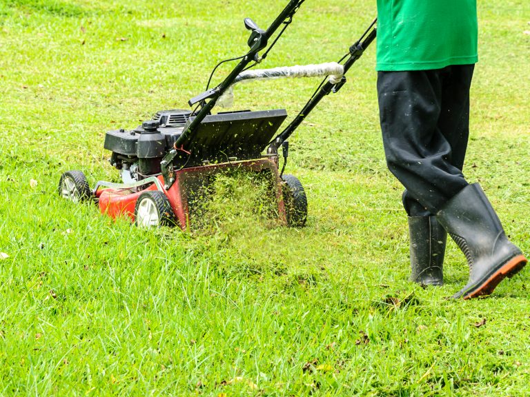 How To Remove Khaki Weed From Your Lawn MyhomeTURF