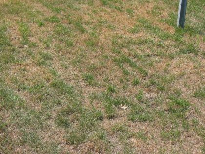 How To Fix A Yellow Or Browning Lawn Myhometurf