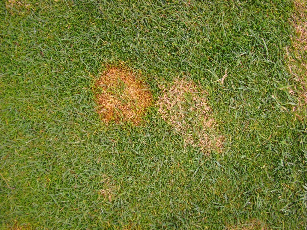 Fungicides for outlet lawns