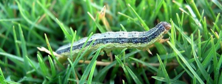 download lawn army worm