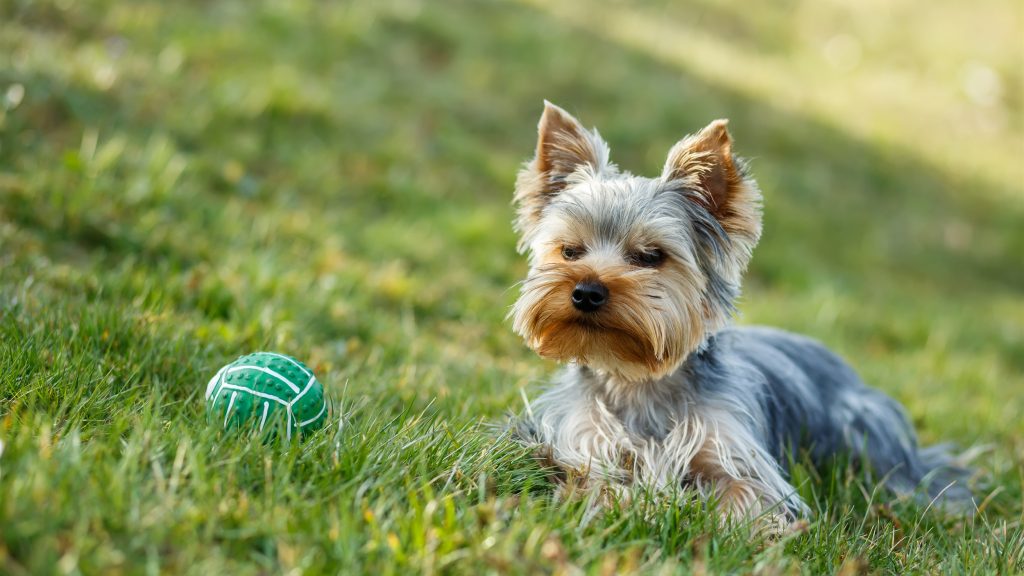 Dogs and Lawns Can Get Along | myhomeTURF