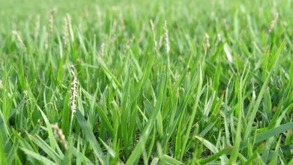 Zoysia Grass | Turf Guide | myhomeTURF