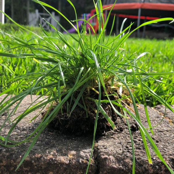 Kill Winter Grass In Buffalo Lawns Myhometurf 