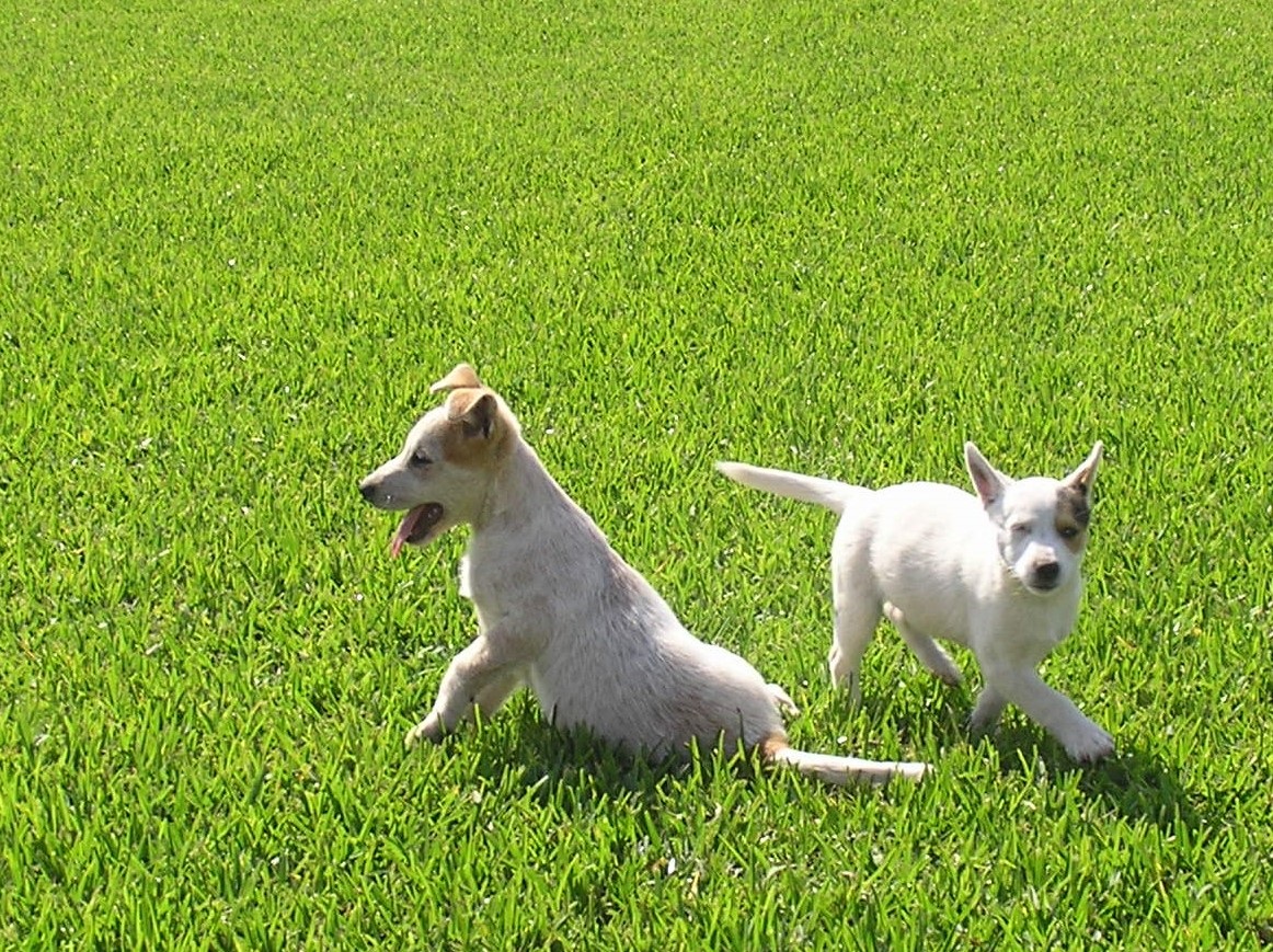 Best Lawn for Your Dog