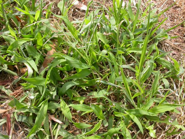 How to Kill Weeds in Your Lawn | myhomeTURF