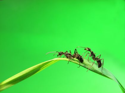 Two ants walking over a blade of grass.