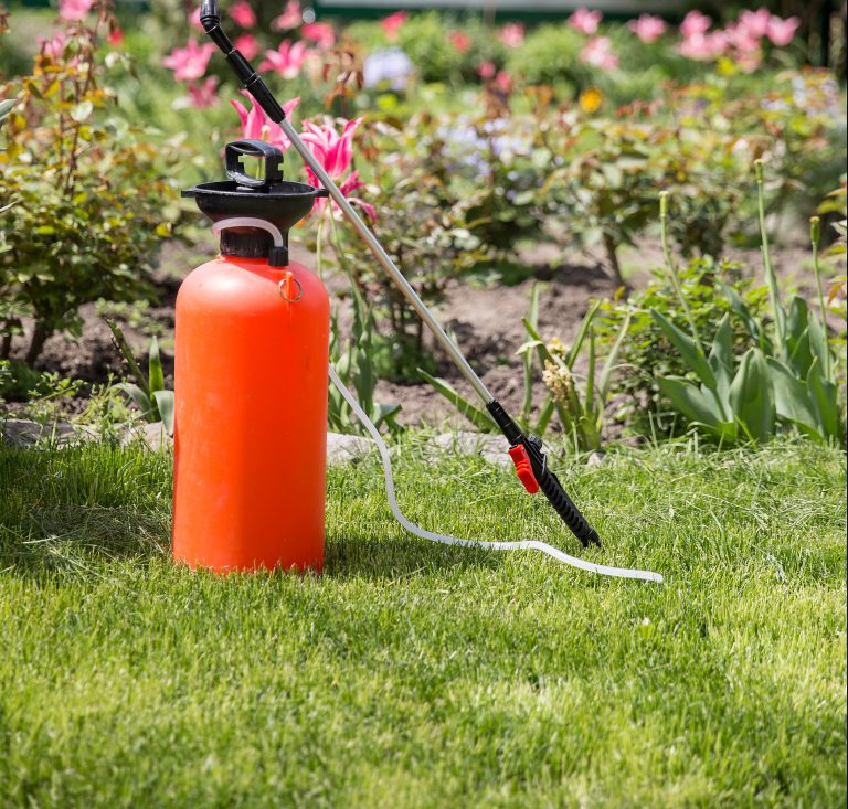 Why do I have mushrooms in my lawn? - My Home Turf