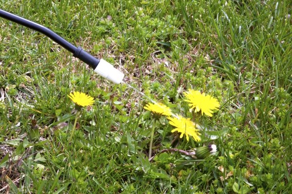 How to Get Rid of Crows Foot Grass | myhomeTURF