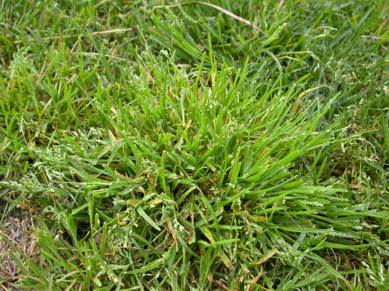 Kill Winter Grass in Buffalo Lawns | myhomeTURF