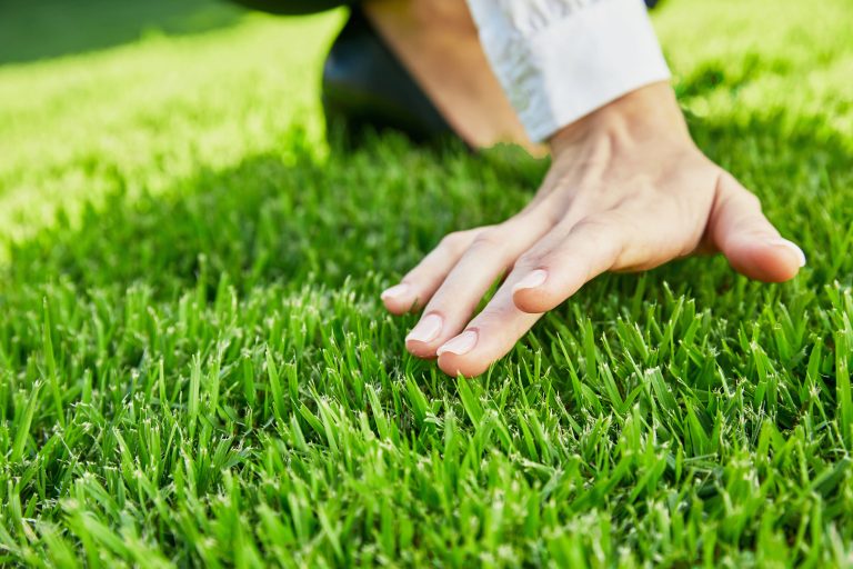 Natural Turf vs. Artificial Turf | Lawn Guide | myhomeTURF