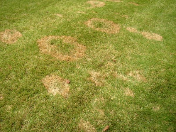 Guide to the 10 Most Common Lawn Diseases | myhomeTURF