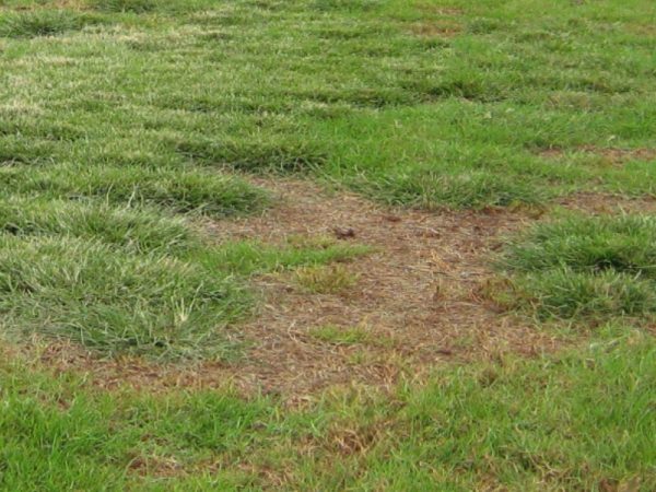 Kikuyu Grass | Turf Guide | myhomeTURF