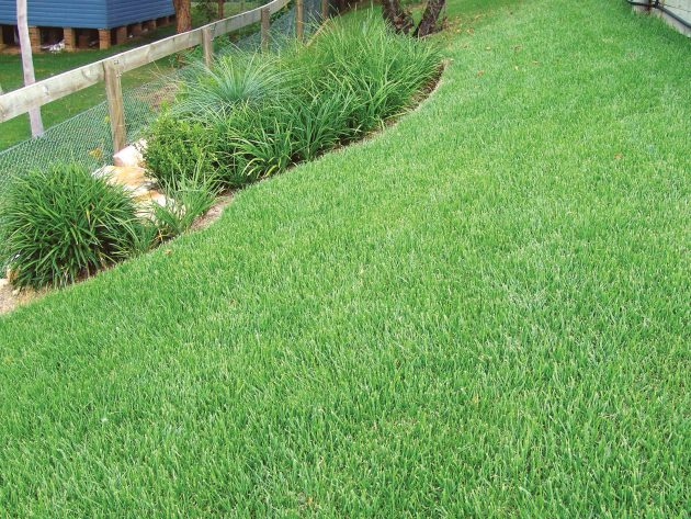 Zoysia Grass Turf Guide Myhometurf 5928