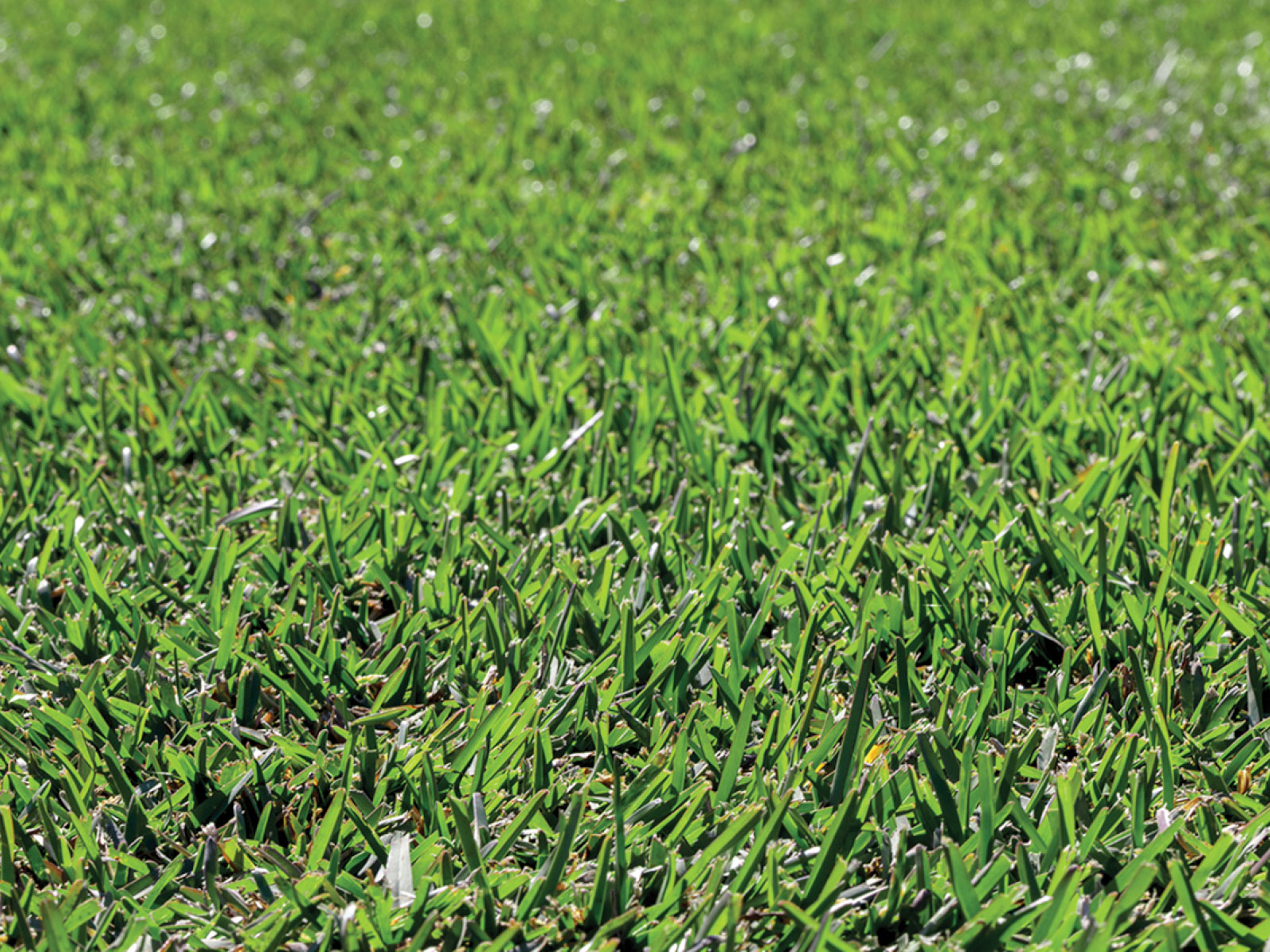 Can You Grow Buffalo Grass From Seed Myhometurf 