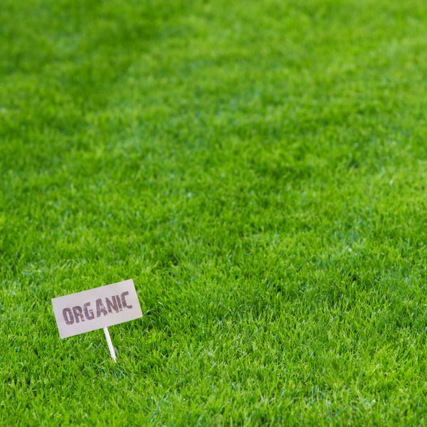 Organic Weed Control Methods for Your Lawn | myhomeTURF