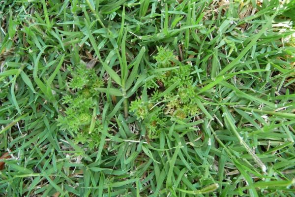 How to Get Rid of Bindis in Your Lawn | myhomeTURF