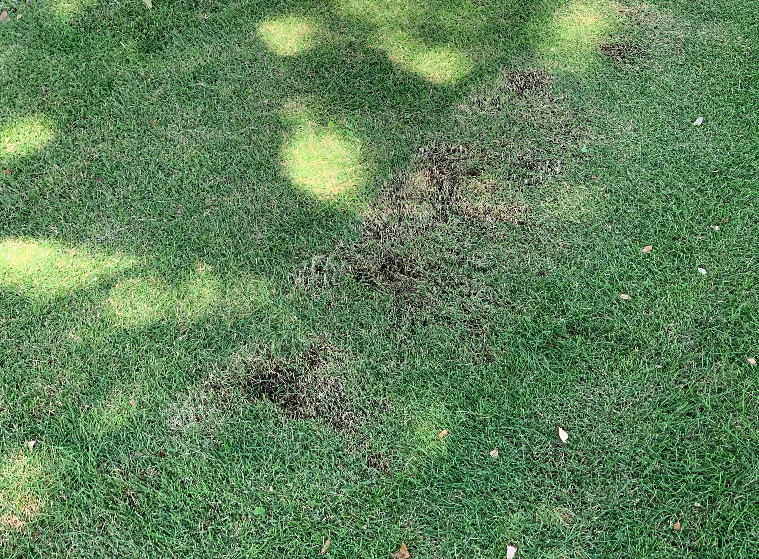 Black Mold On Grass