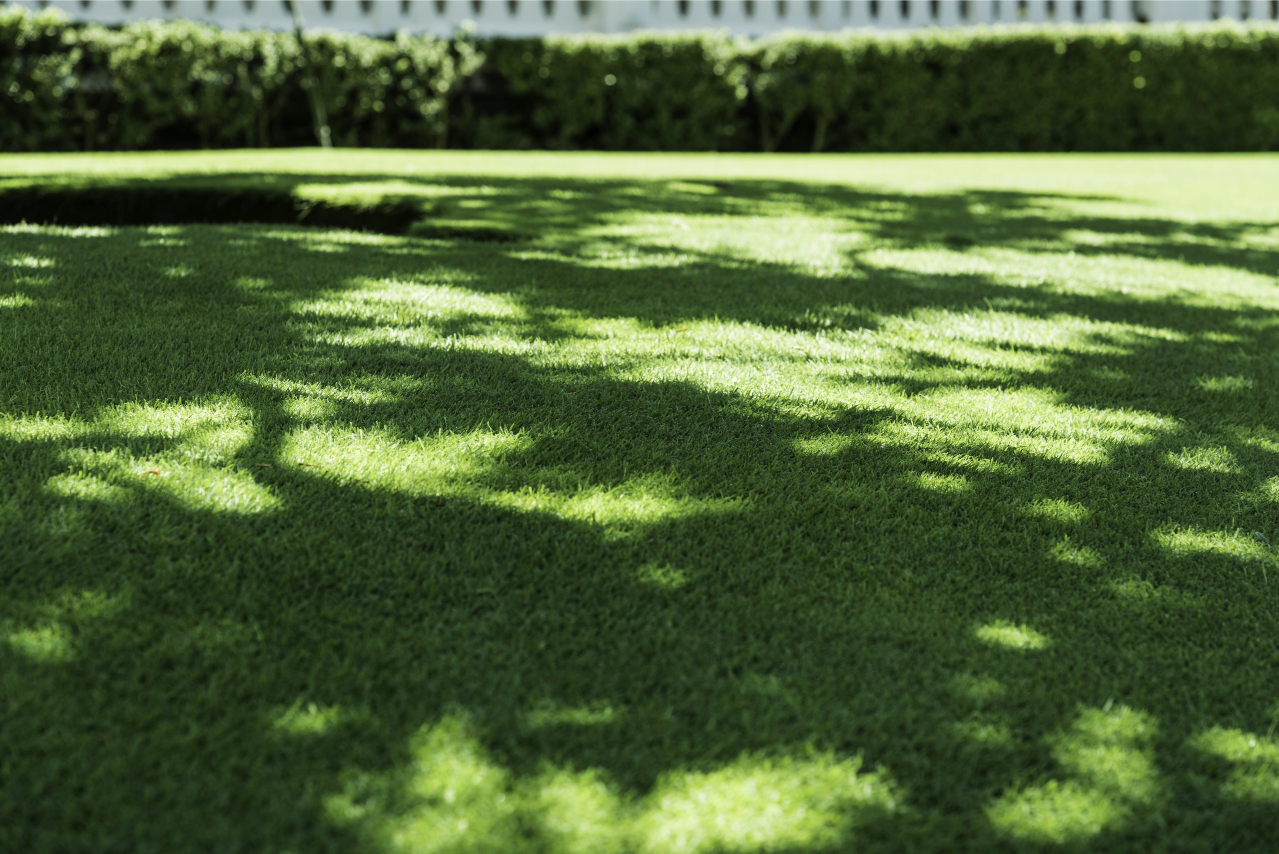 5 Best Shade Tolerant Grass Types Myhometurf