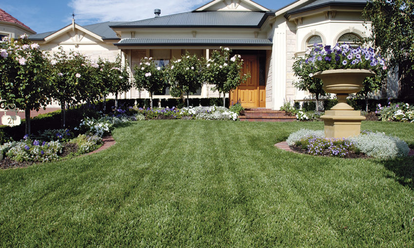 Types of Grass in Australia Common Grass Types | myhomeTurf