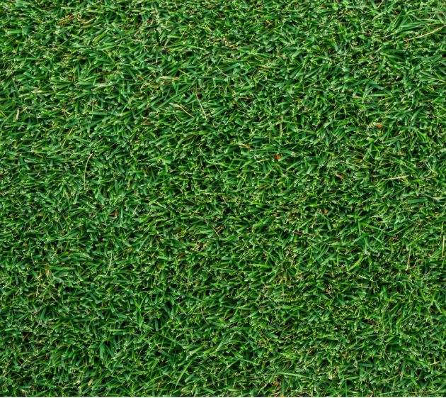 Augusta® Zoysia Grass Lawn Guide Myhometurf 2785