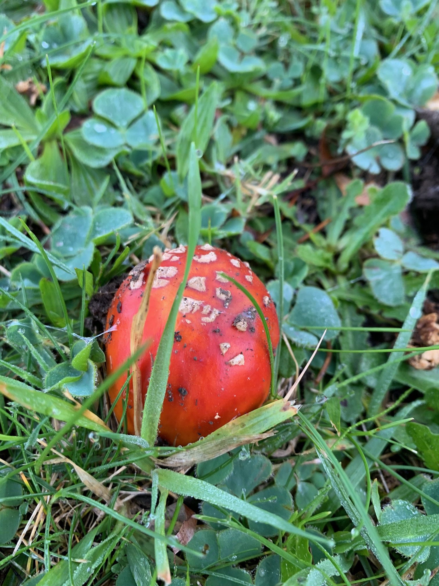 Why do I have mushrooms in my lawn? My Home Turf