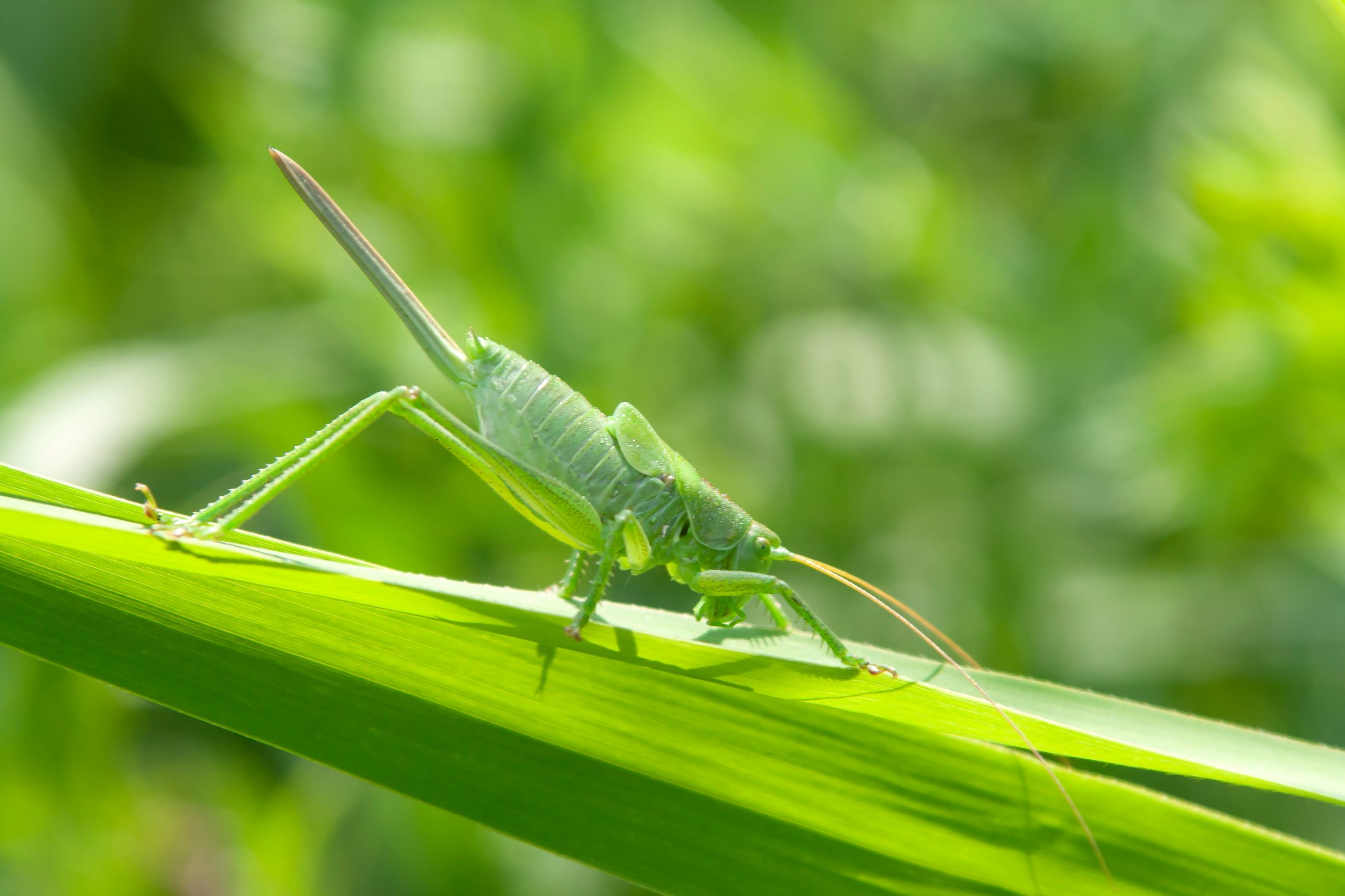 How To Get Rid Of Grasshoppers In Your Lawn MyhomeTURF