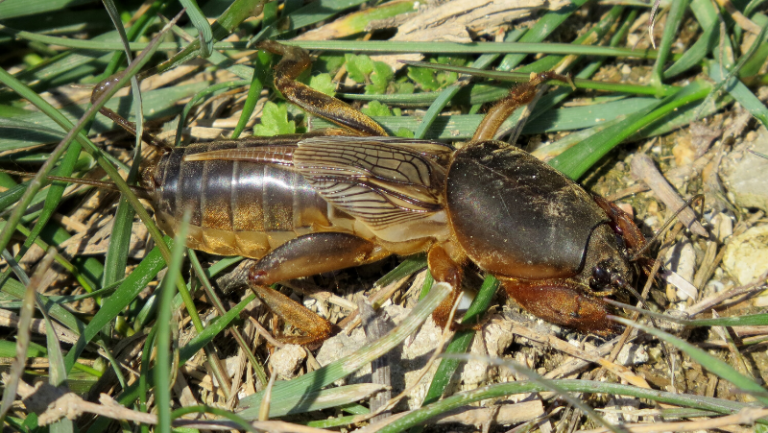 How to Get Rid of Mole Crickets | myhomeTURF