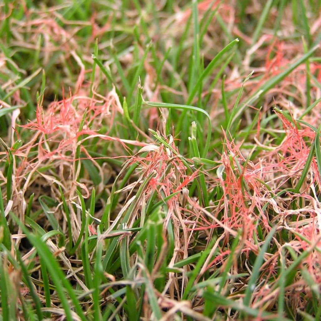 How To Treat Red Thread Lawn Disease MyhomeTURF