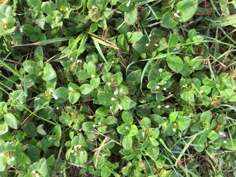 How to Remove Chickweed in Lawn | myhomeTURF