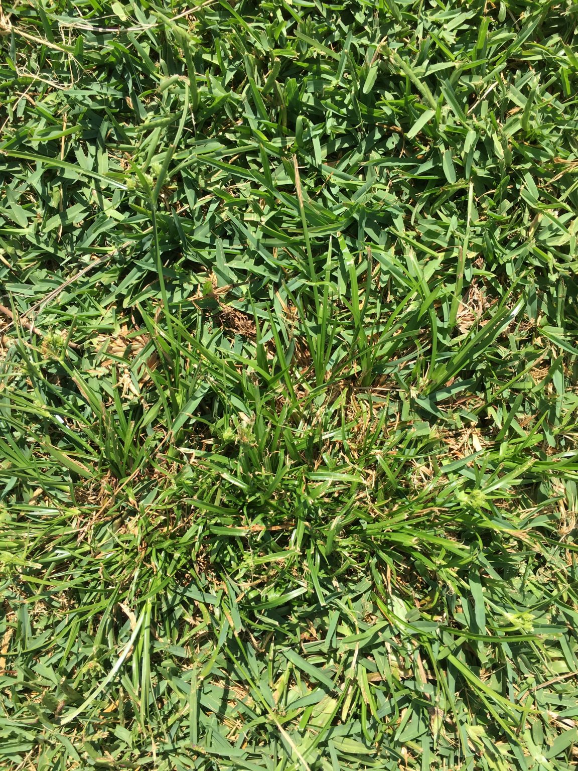 How To Remove Sedge Weeds From Your Lawn | myhomeTURF