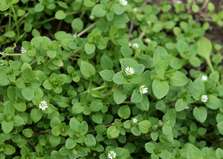 How to remove Chickweed from your lawn | myhomeTURF