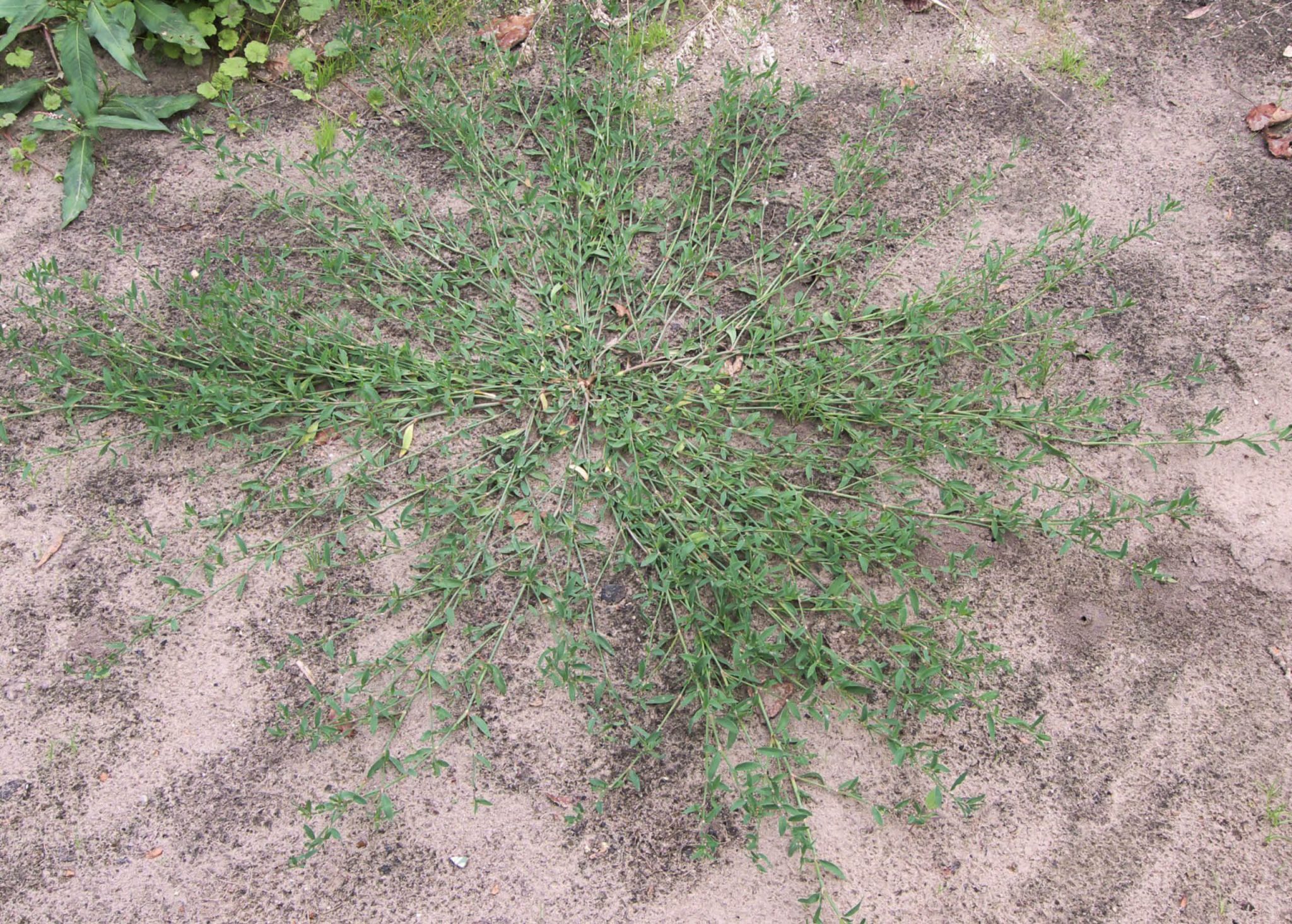 How to get rid of Wireweed | myhomeTURF