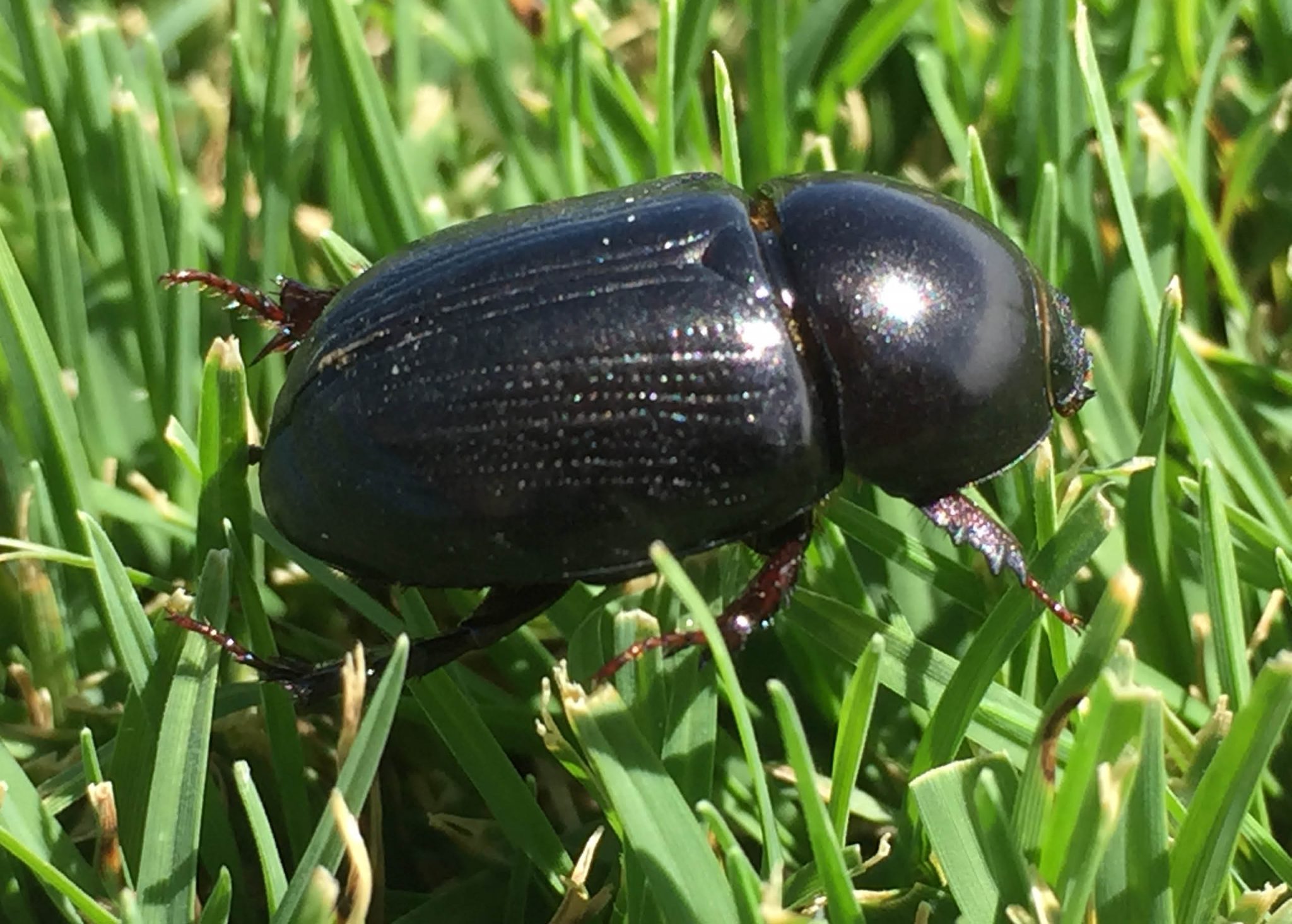 How to Get Rid of Lawn Grubs in Your Lawn | myhomeTURF