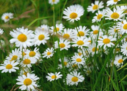 How Can I Get Rid of Daisies in my Lawn? | myhomeTURF