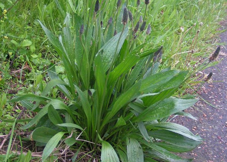 Broadleaf Weed Identification Guide Australia Myhometurf