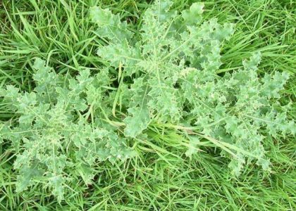 How To Remove Thistle Weeds From Your Lawn | MyhomeTURF