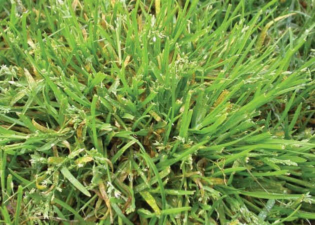 How To Get Rid Of Winter Grass In Your Lawn Myhometurf 