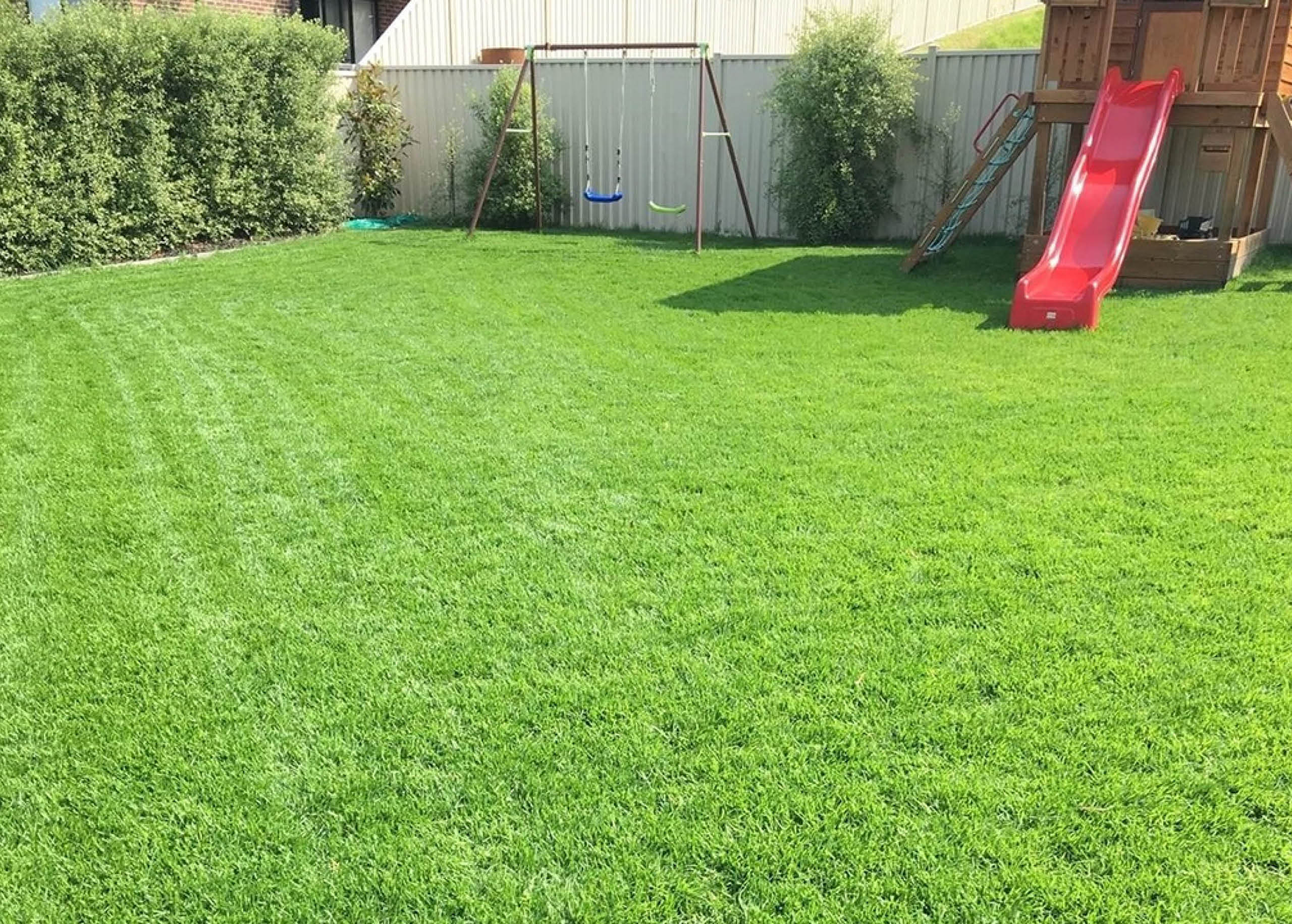 Should You Choose A Kikuyu Or Buffalo Lawn MyhomeTURF