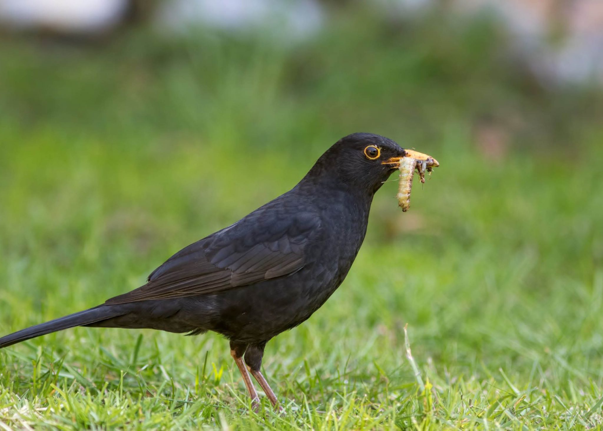 How to Keep Birds Off Your Lawn | myhomeTURF