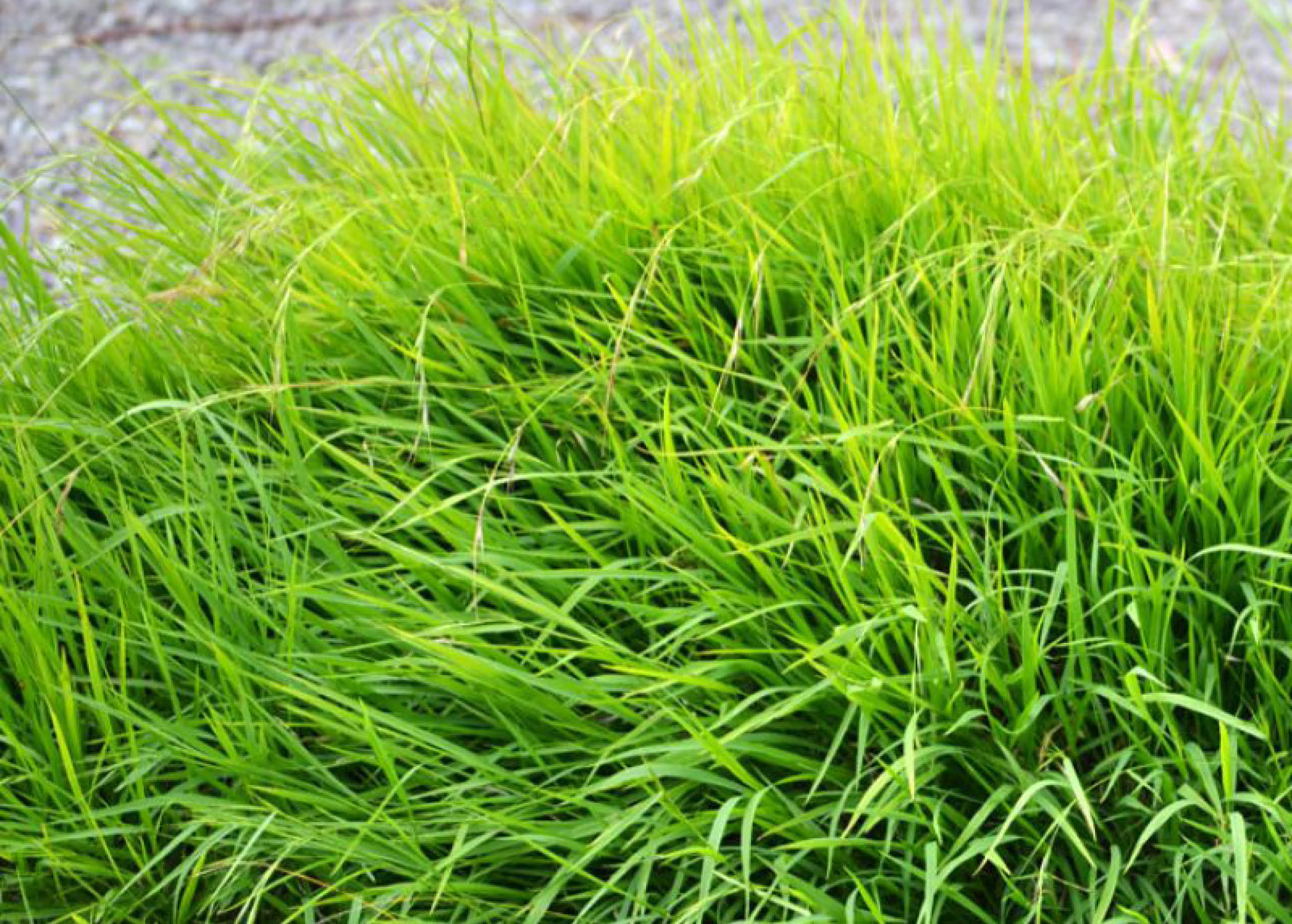 Weeping Grass Lawns A Quick Guide MyhomeTURF