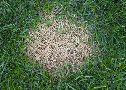 How to Treat Anthracnose in Your Lawn | myhomeTURF