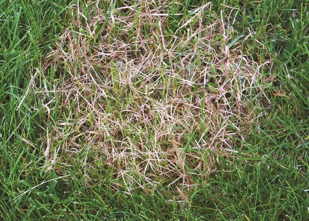 How to Treat Red Thread Lawn Disease | myhomeTURF