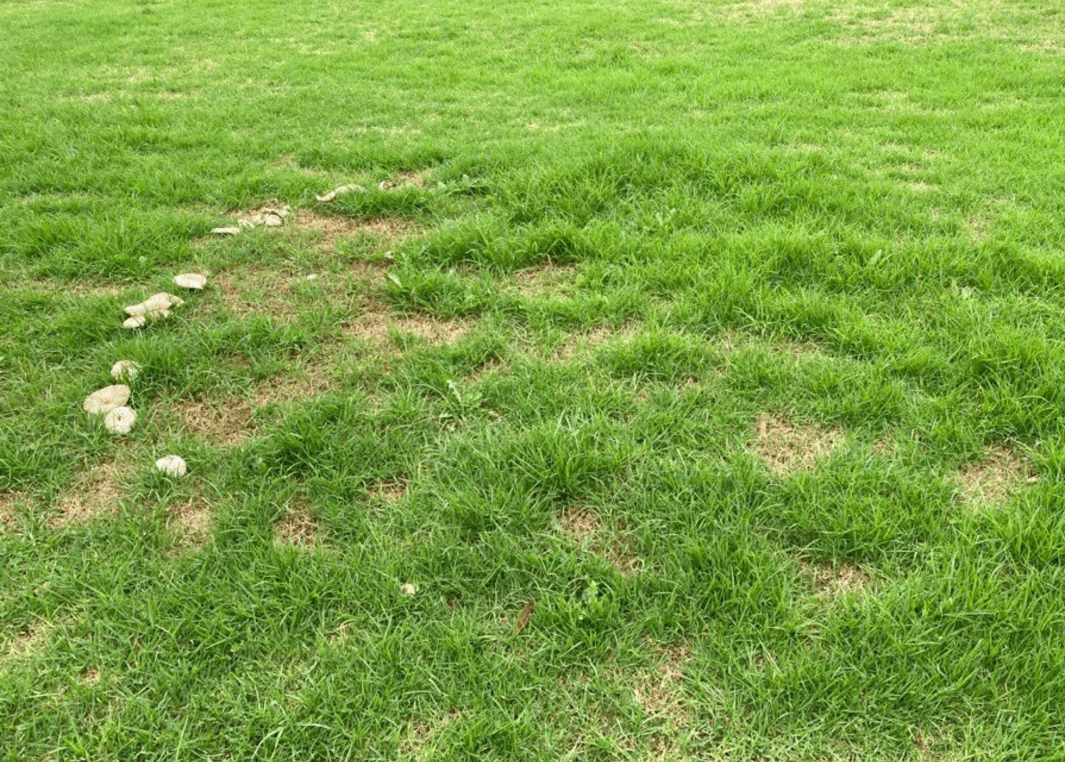 how-to-treat-fairy-ring-lawn-disease-myhometurf