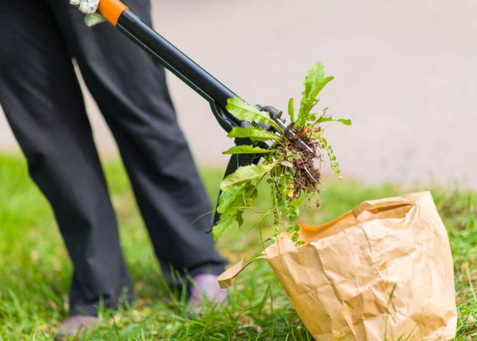 Pulling Weeds From Your Lawn Lawn Tips Myhometurf