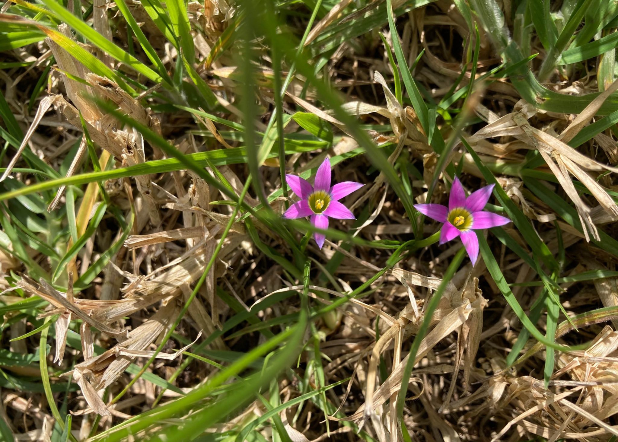 Common Lawn Weeds In South Australia Myhometurf 8962