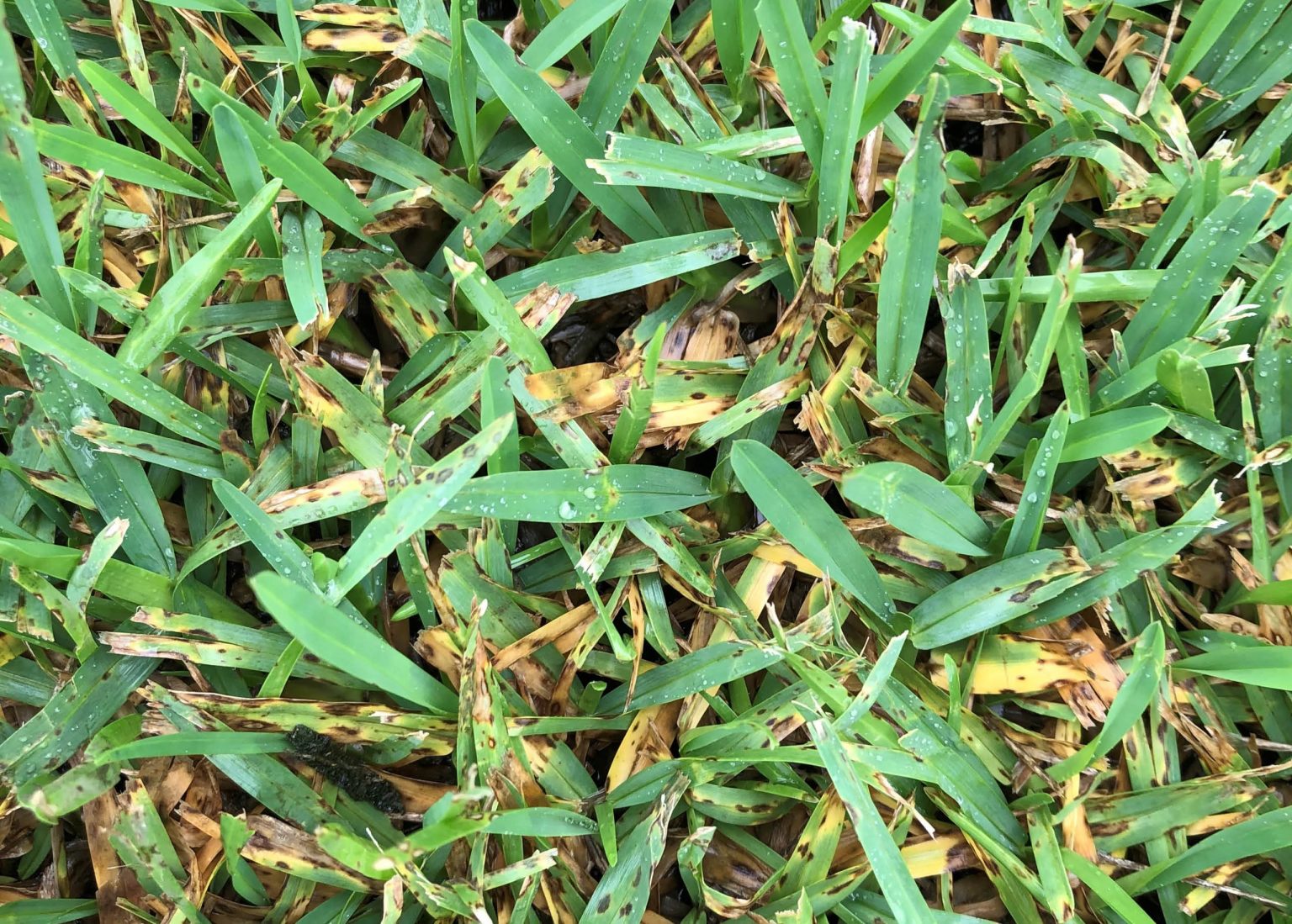 how-to-control-grey-leaf-spot-in-your-lawn-myhometurf