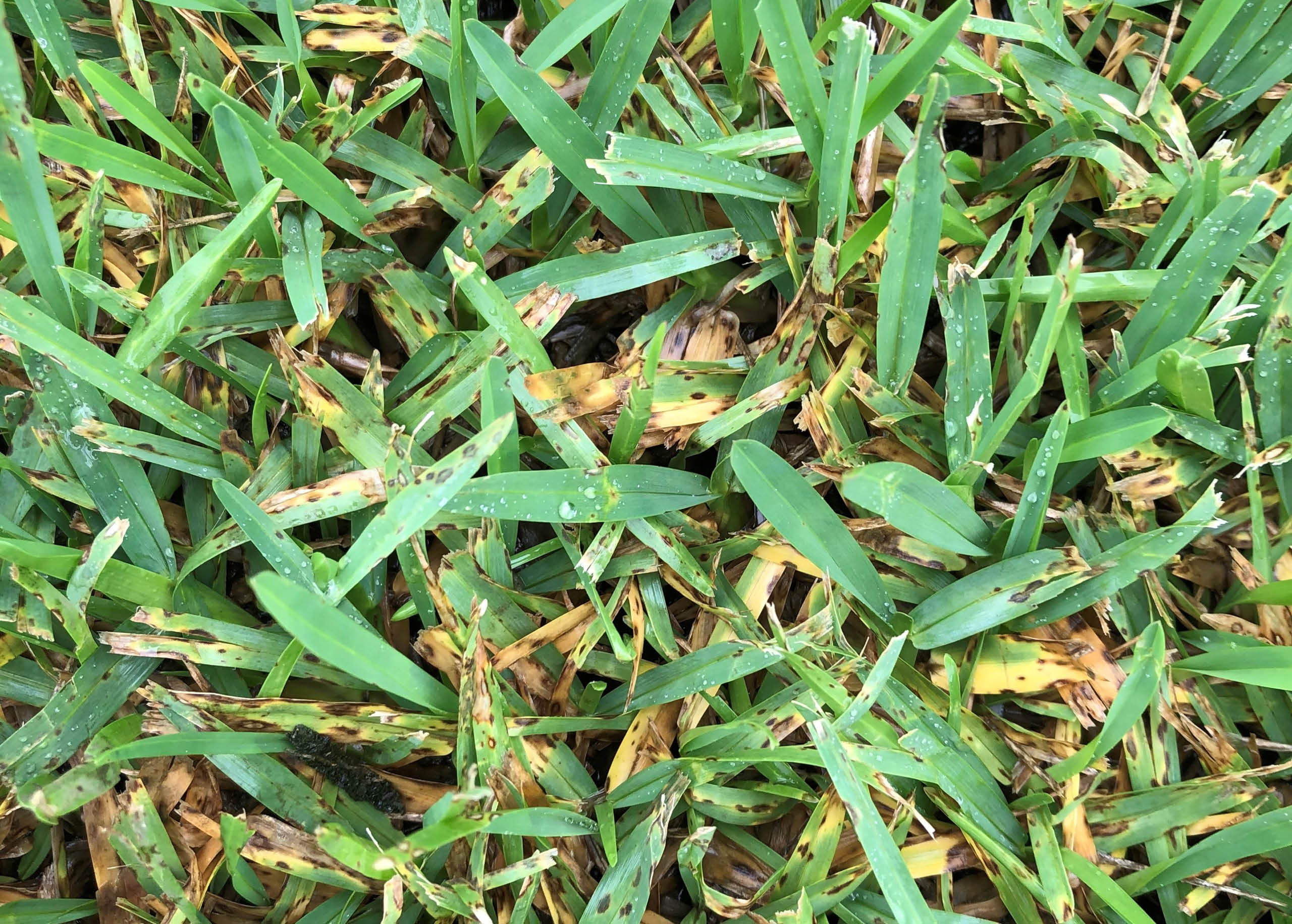 How To Control Grey Leaf Spot In Your Lawn MyhomeTURF