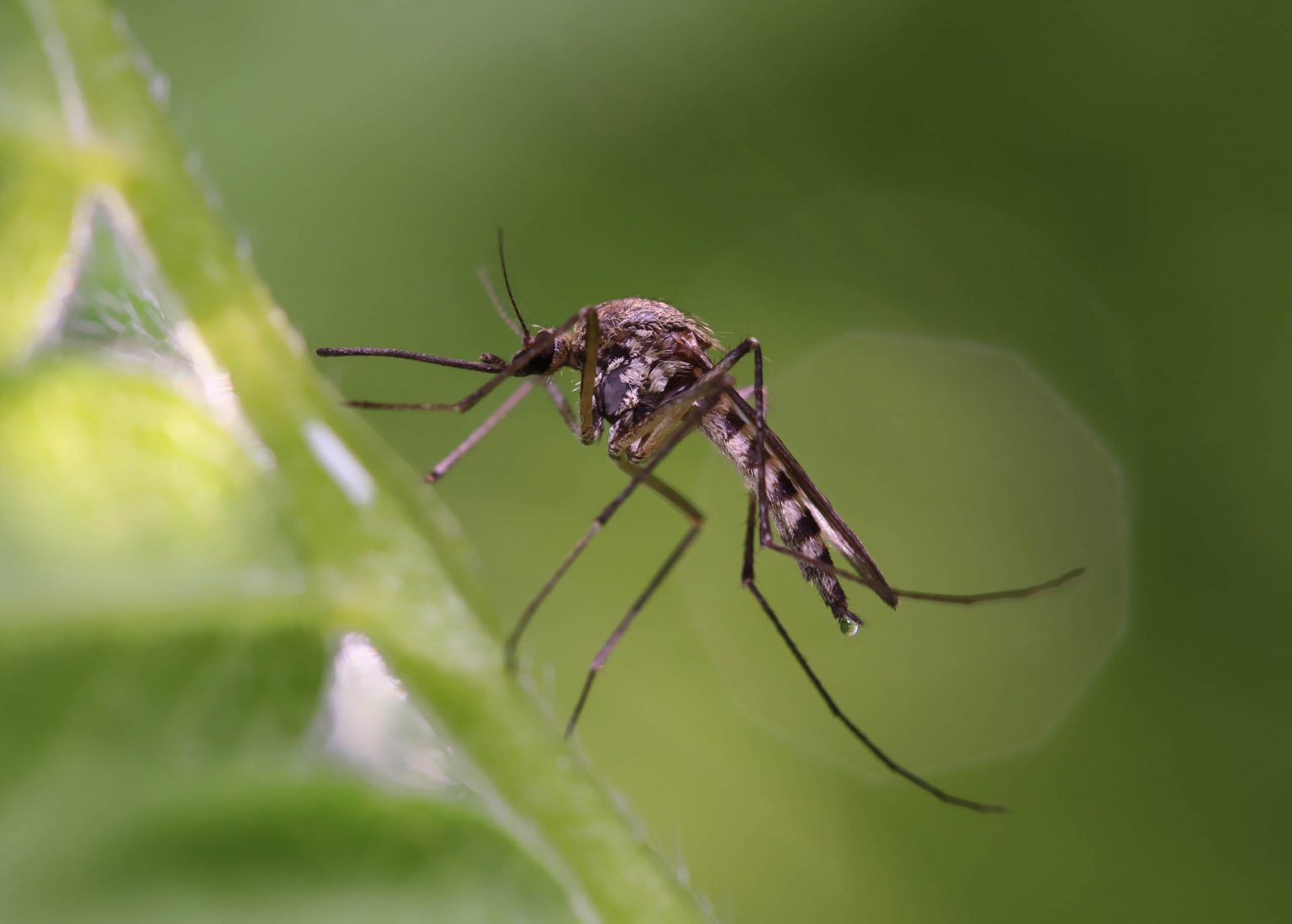 why are mosquitoes important?