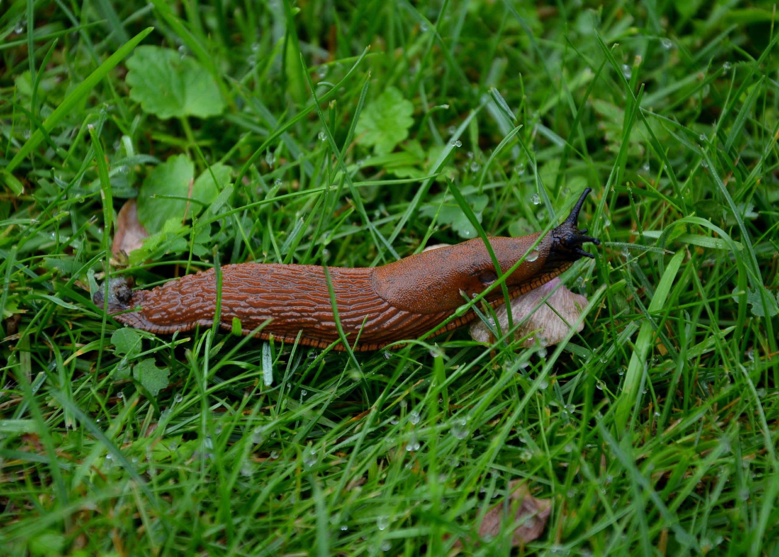 is slug slime harmful to dogs