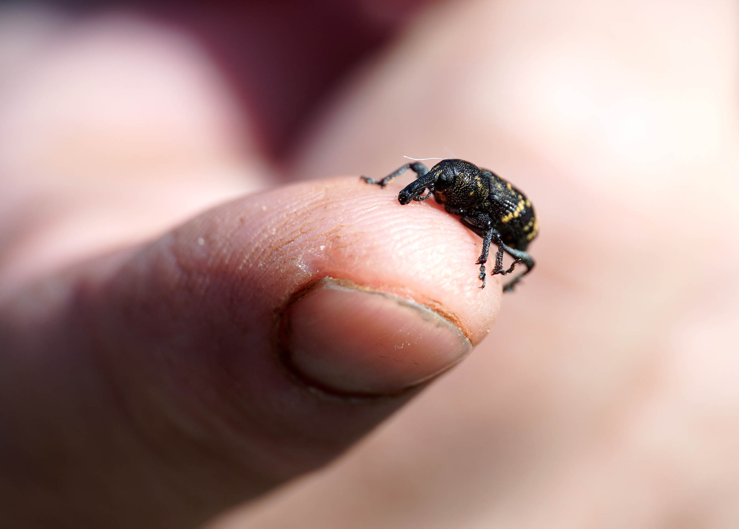 How to Get Rid of Garden Weevils in Your Garden